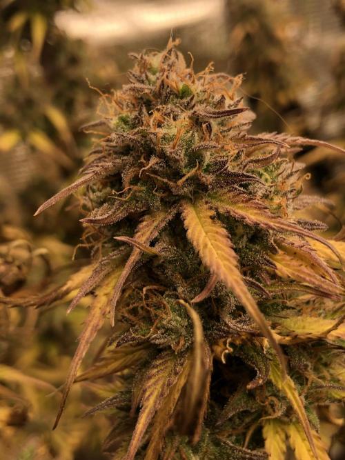 Ganjafarmer. Week 10