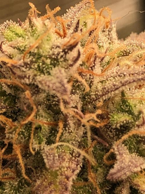 Ganjafarmer. Week 10