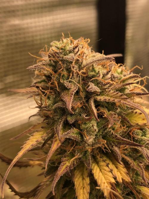 Ganjafarmer. Week 10