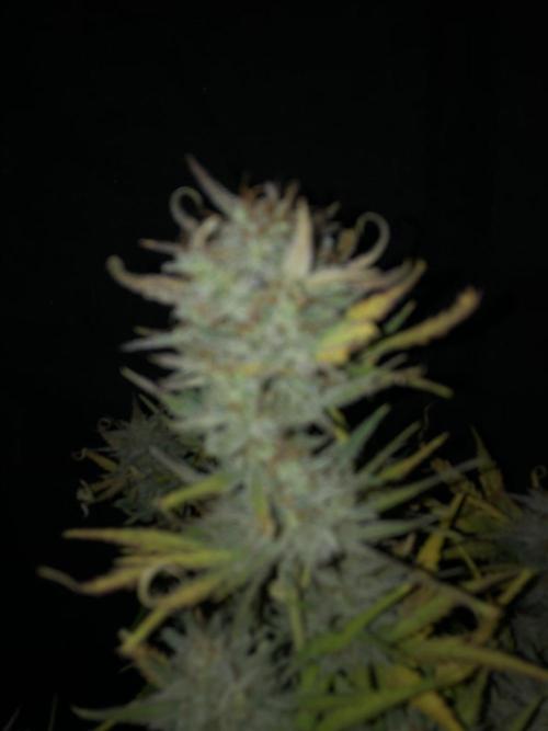 Ganjafarmer. Week 10