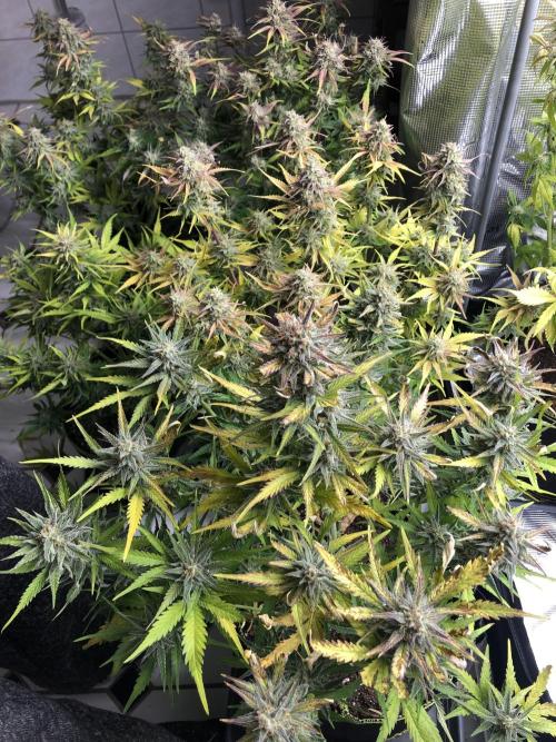 Ganjafarmer. Week 10