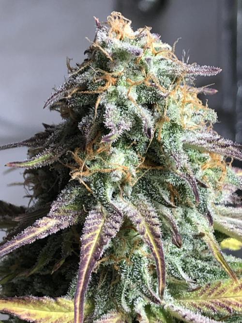 Ganjafarmer. Week 10