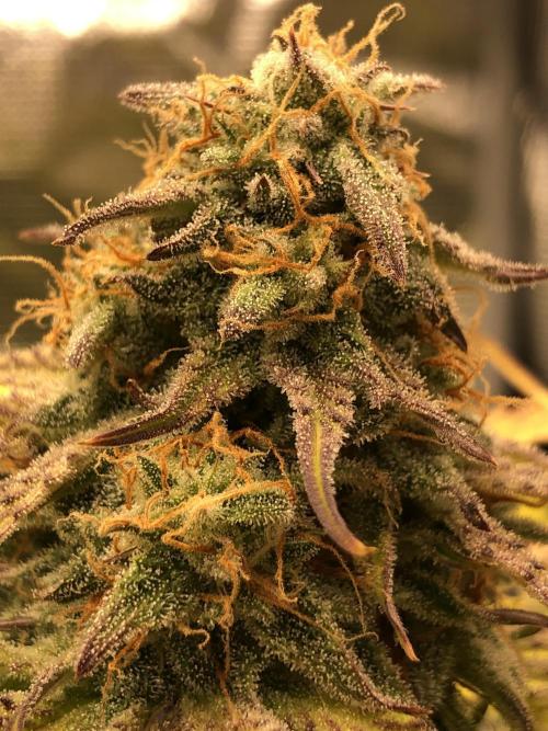 Ganjafarmer. Week 10