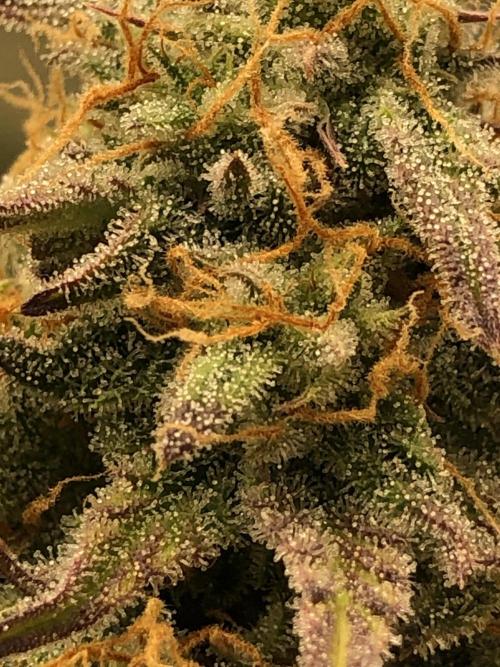 Ganjafarmer. Week 10