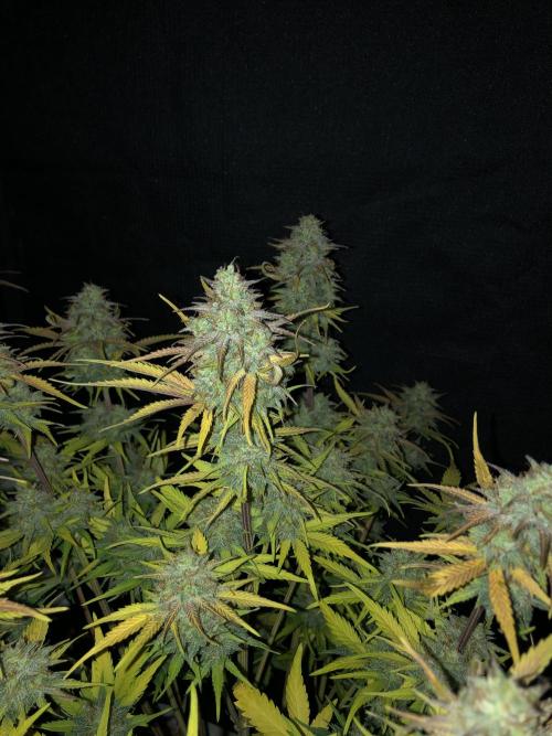 Ganjafarmer. Week 10