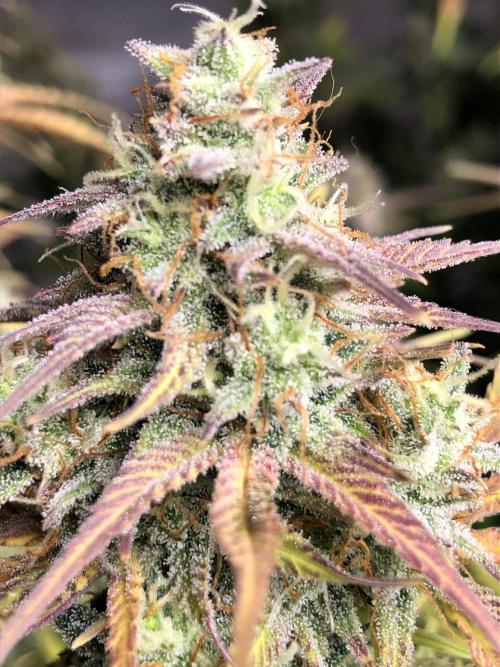 Ganjafarmer. Week 10