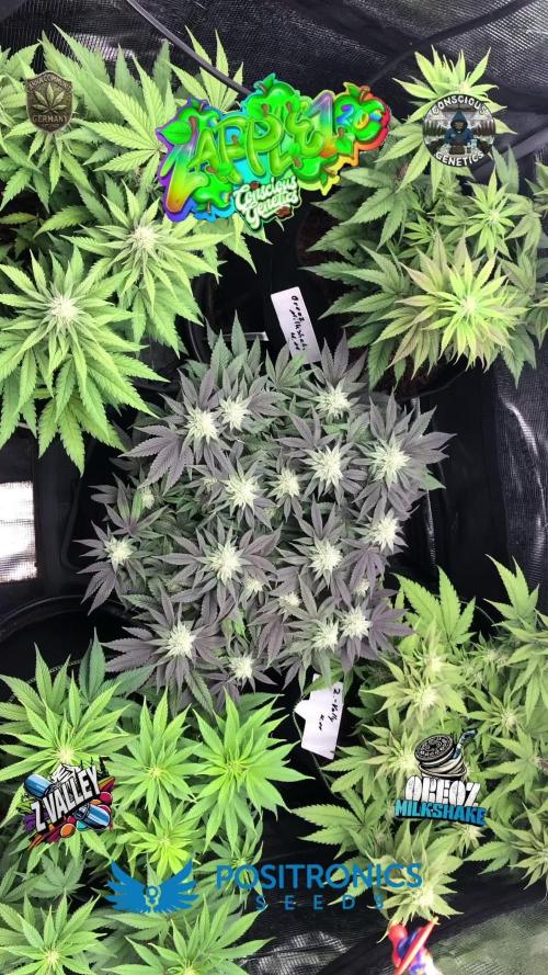 Positronics / conscious Genetik