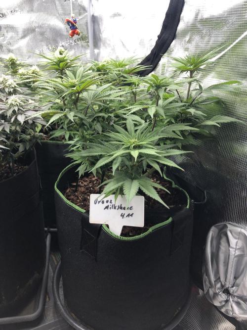 Positronics / conscious Genetik. Week 11