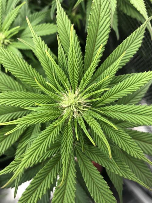 Positronics / conscious Genetik. Week 11