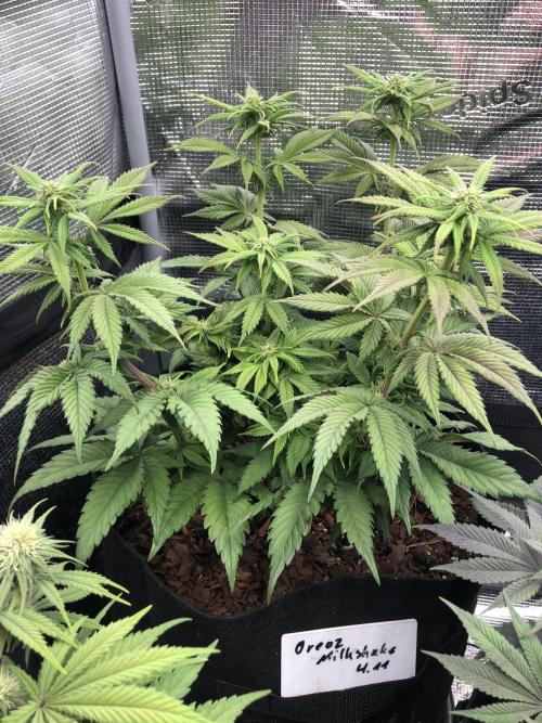 Positronics / conscious Genetik. Week 11