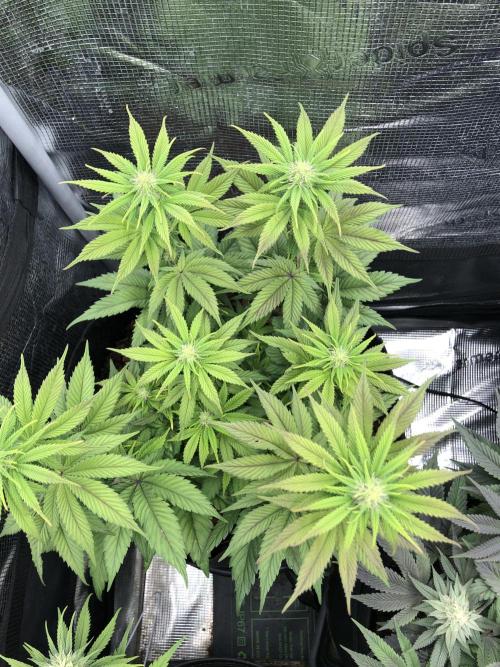 Positronics / conscious Genetik. Week 11