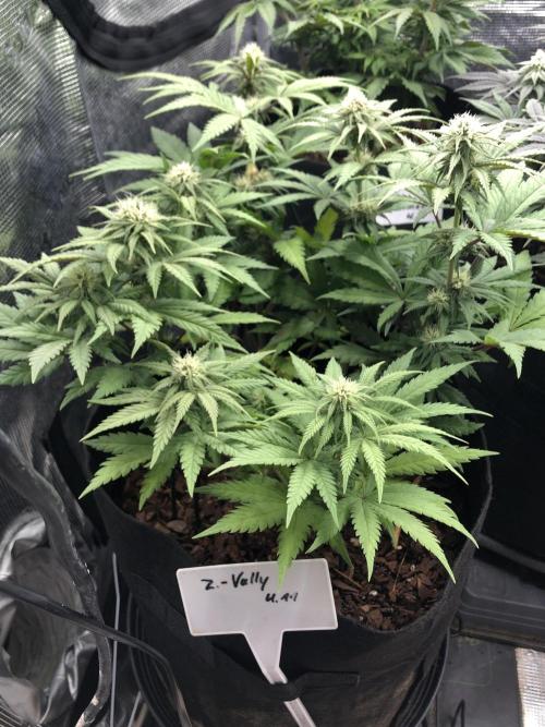 Positronics / conscious Genetik. Week 11