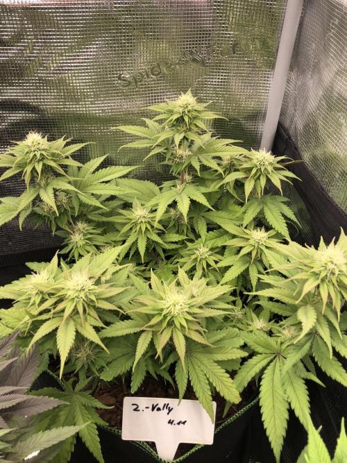 Positronics / conscious Genetik. Week 11