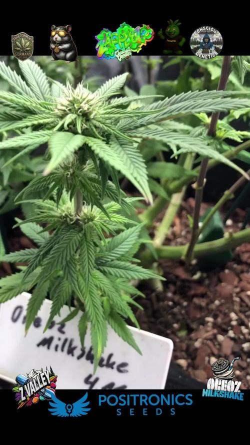 Positronics / conscious Genetik