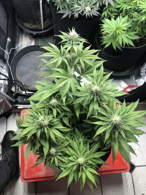 Positronics / conscious Genetik. Week 12