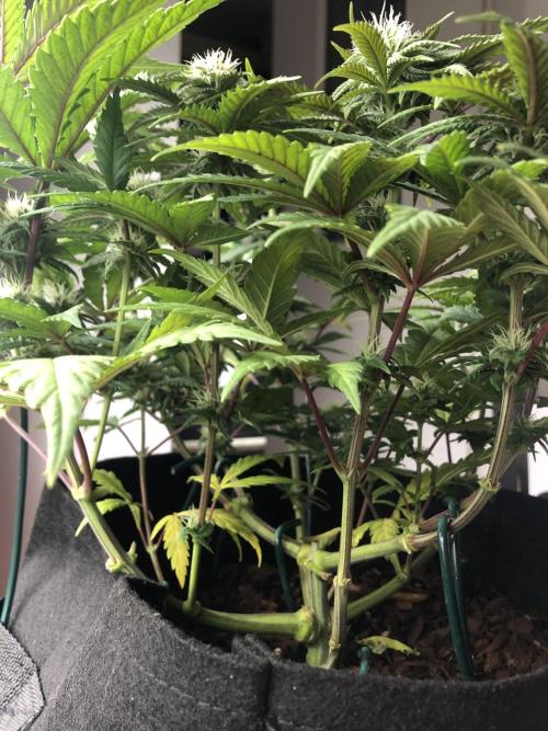 Positronics / conscious Genetik. Week 12