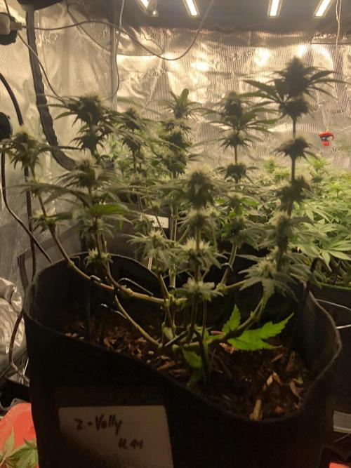 Positronics / conscious Genetik. Week 12