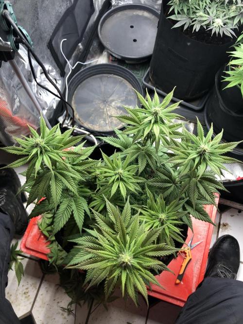 Positronics / conscious Genetik. Week 12