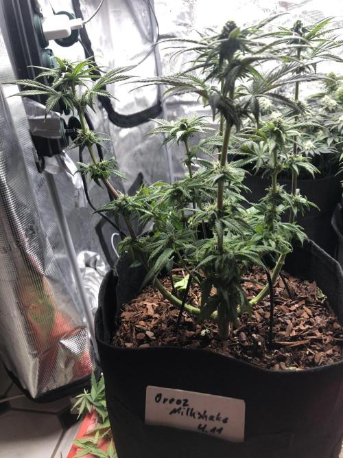 Positronics / conscious Genetik. Week 12