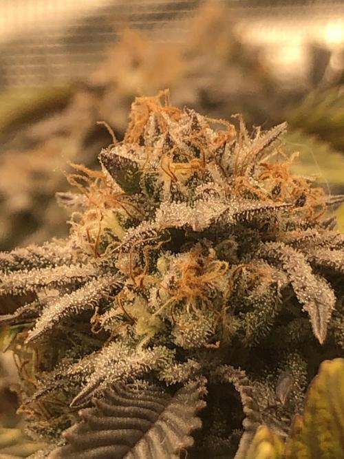 Positronics / conscious Genetik. Week 12