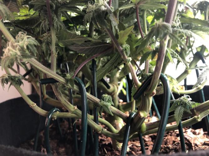 Positronics / conscious Genetik. Week 12