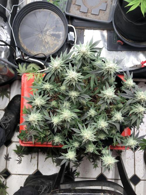 Positronics / conscious Genetik. Week 12