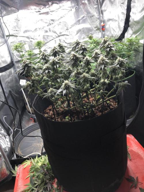 Positronics / conscious Genetik. Week 12