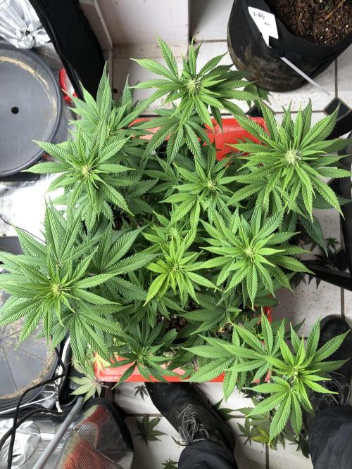 Positronics / conscious Genetik. Week 12