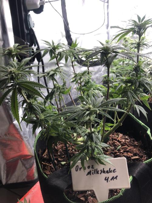 Positronics / conscious Genetik. Week 12