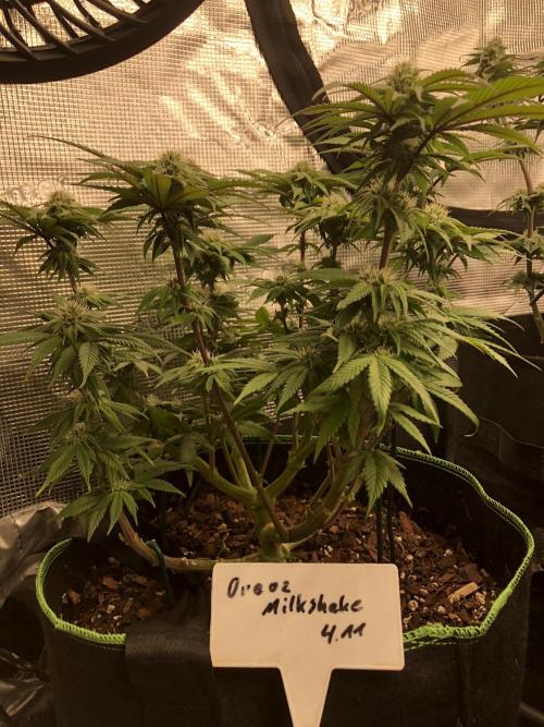 Positronics / conscious Genetik. Week 13