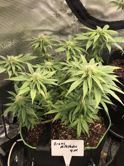 Positronics / conscious Genetik. Week 13