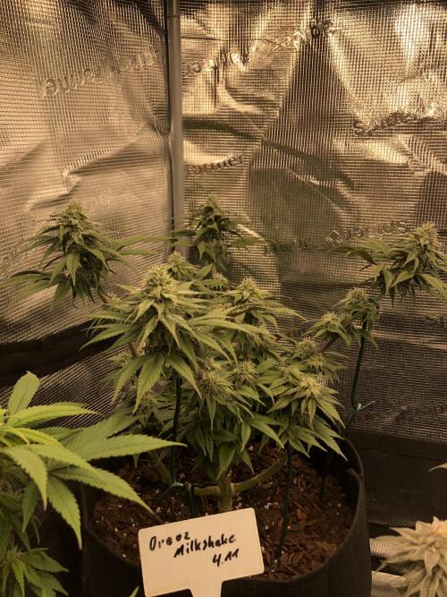 Positronics / conscious Genetik. Week 13