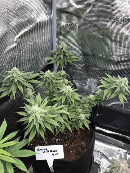 Positronics / conscious Genetik. Week 13