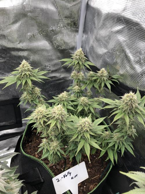 Positronics / conscious Genetik. Week 13