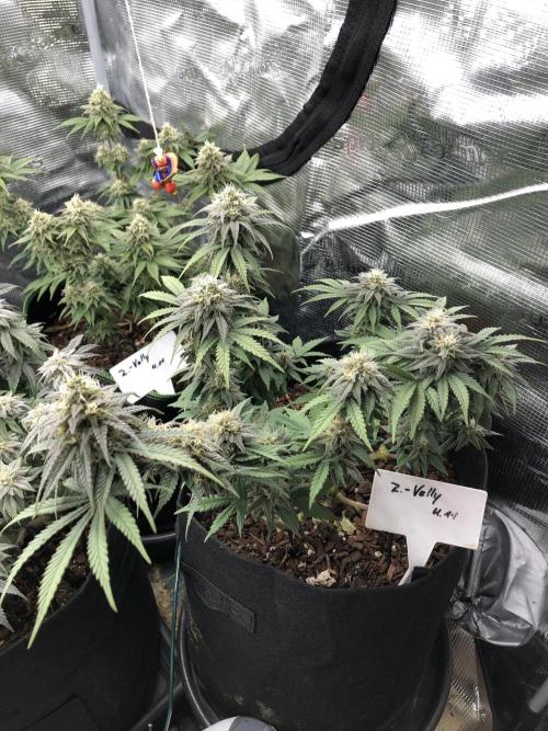 Positronics / conscious Genetik. Week 13