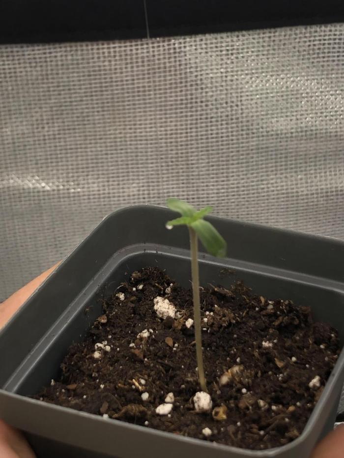 Research - impact. Week 1