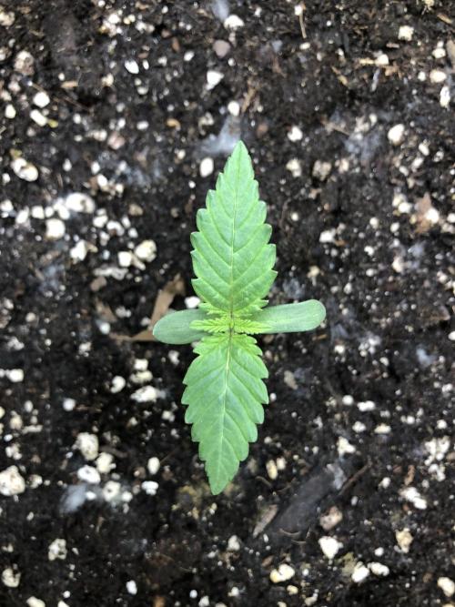 Z-RS11 - Tiny Lab Breeding. Week 1