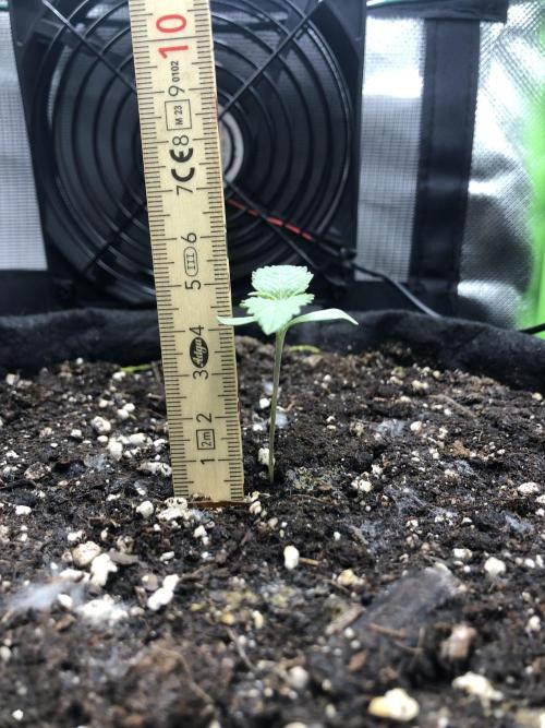 Z-RS11 - Tiny Lab Breeding. Week 1