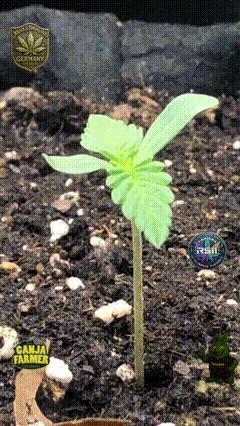 Z-RS11 - Tiny Lab Breeding. Week 1