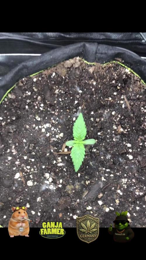 Z-RS11 - Tiny Lab Breeding