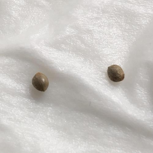 LivingRootsPro/Panova25. Week 0