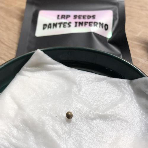 LivingRootsPro/Panova25. Week 0