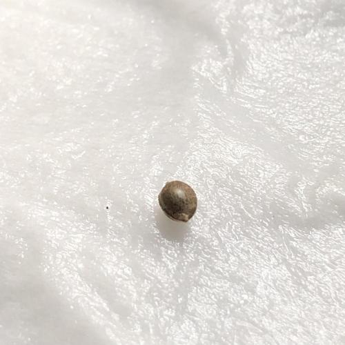 LivingRootsPro/Panova25. Week 0