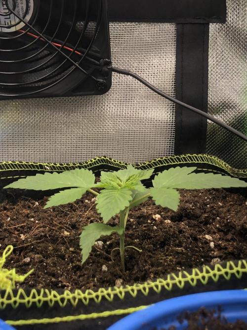 Z-RS11 - Tiny Lab Breeding. Week 2