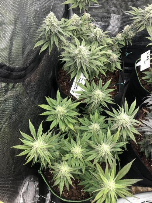 Positronics / conscious Genetik. Week 14