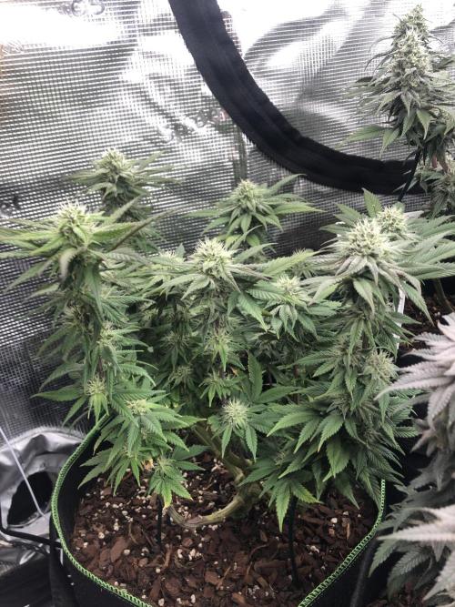 Positronics / conscious Genetik. Week 14