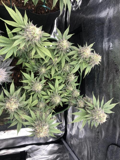 Positronics / conscious Genetik. Week 14