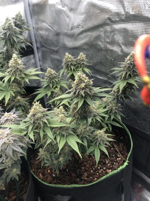 Positronics / conscious Genetik. Week 14