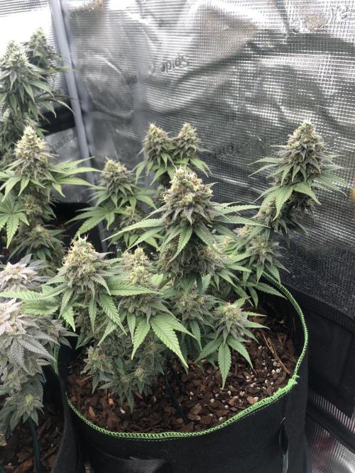 Positronics / conscious Genetik. Week 14