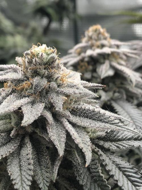 Positronics / conscious Genetik. Week 14